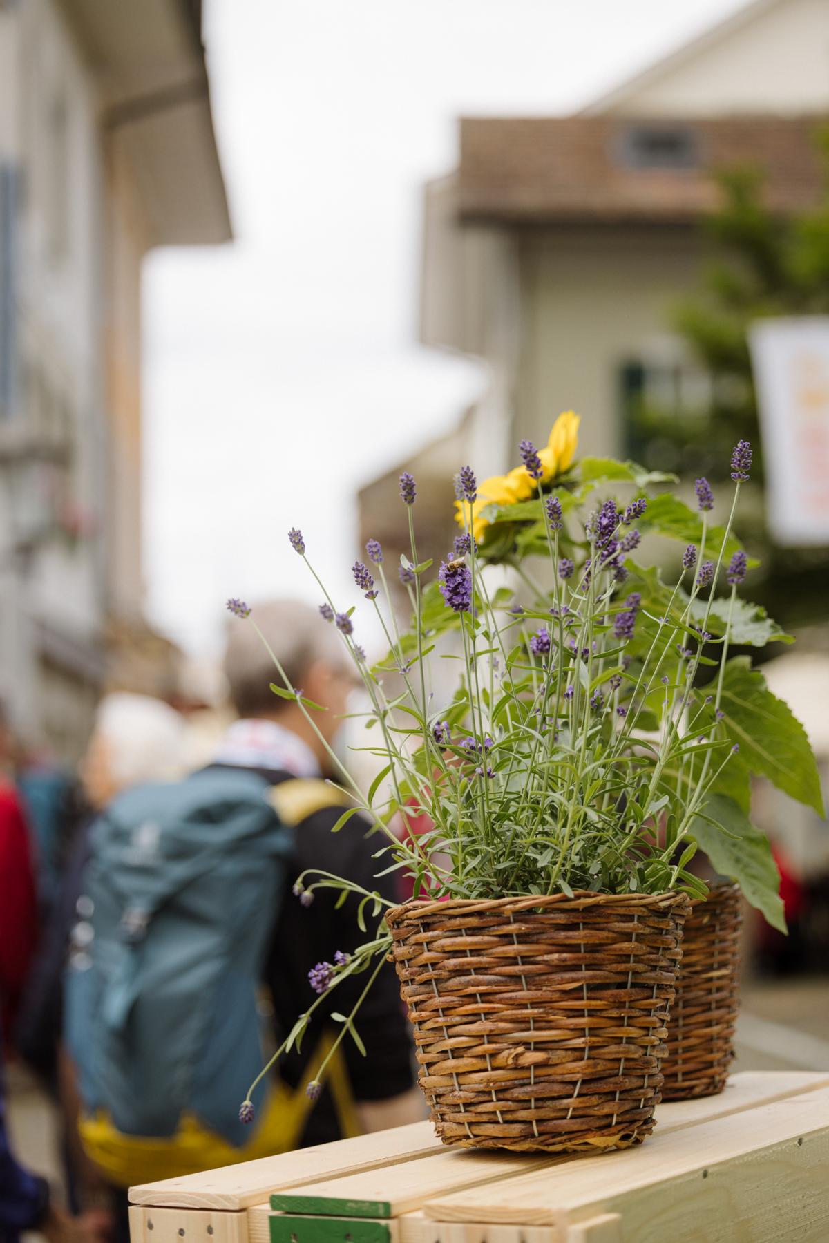 Der Bio Marché ist das grösste Schweizer Bio-Festival – mit riesigem Bio-Verkaufsmarkt, Bio-Festwirtschaften, Musik und Strassenkunst, Streichelzoo und vielem mehr. Jedes Jahr im Juni in Zofingen CH.